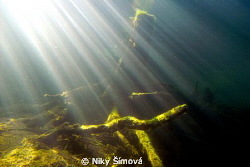 underwater wood by Niky Šímová 